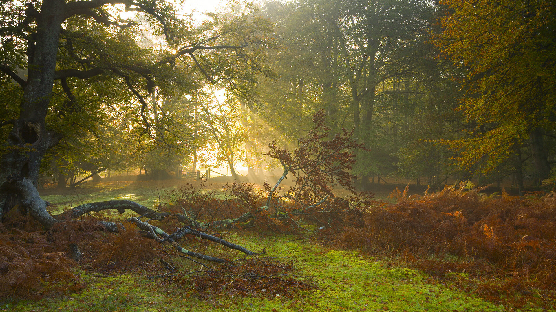 九游娱乐体育官网-德甲战术盛宴：变化莫测，精彩纷呈！，德甲格局