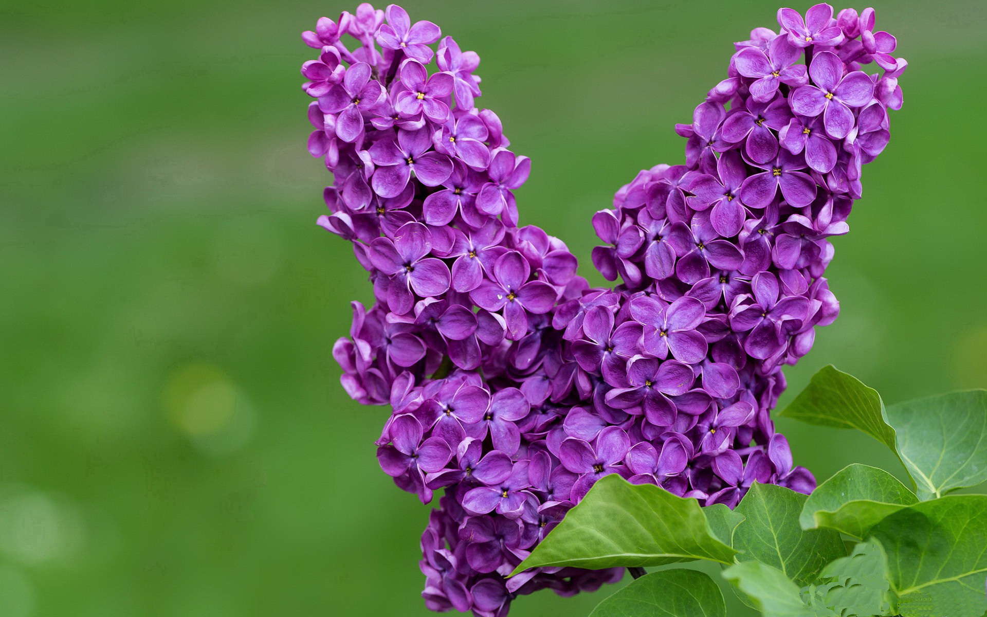 德甲火力全开:攻势如潮,场面火爆!,德甲 ds