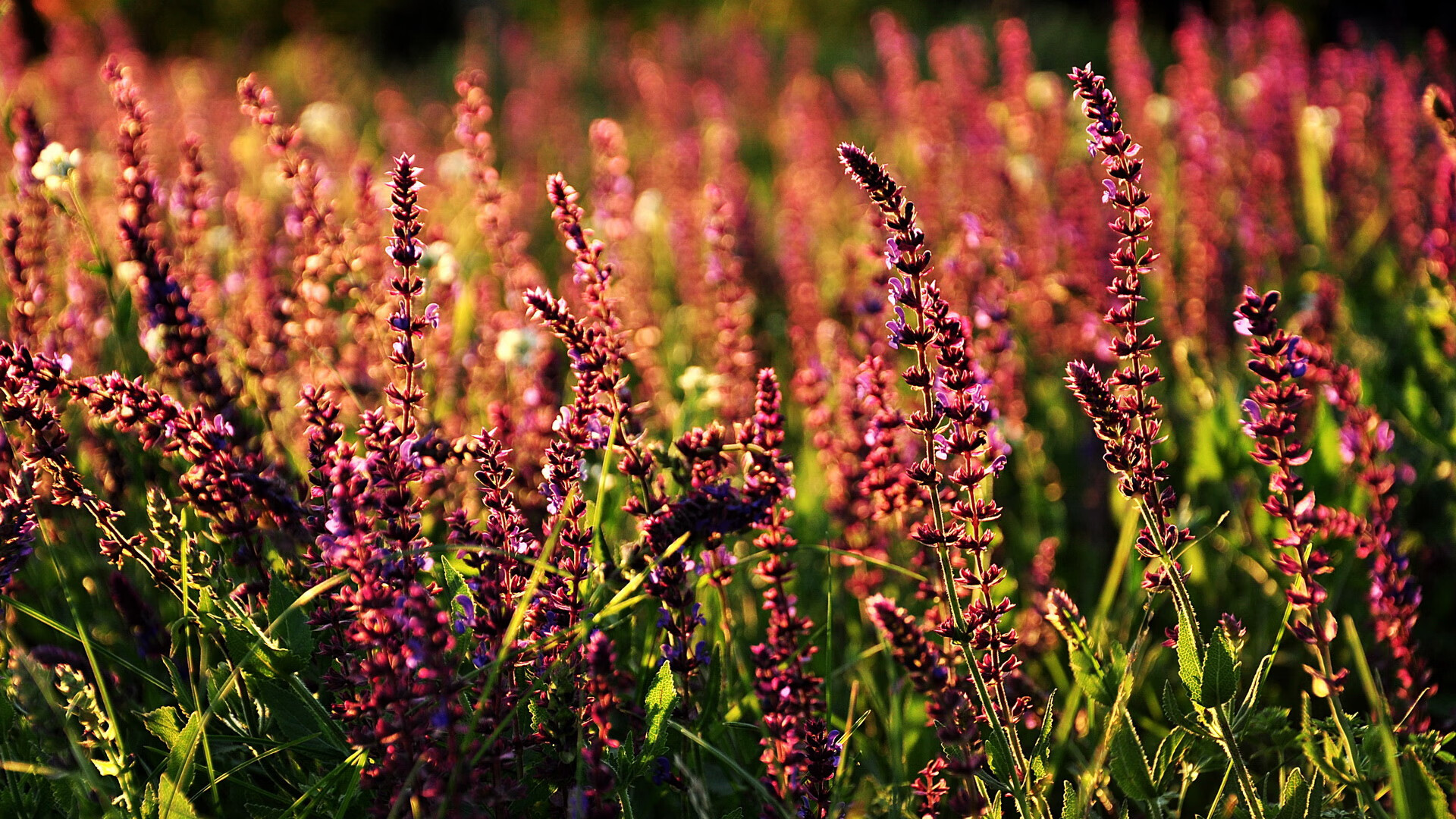 九游会-意甲逆转奇迹：永不言弃的精神力量，意甲不败纪录